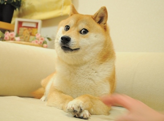 Собака-мем Doge умерла